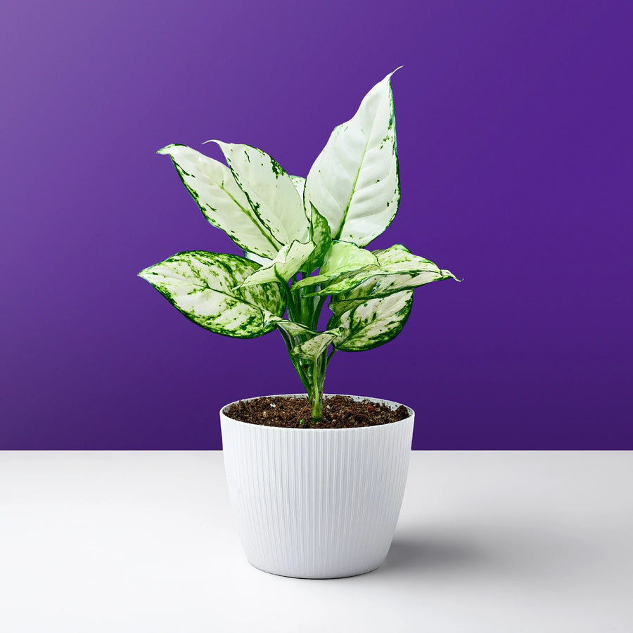 نبتة الأجلونيما البيضاء