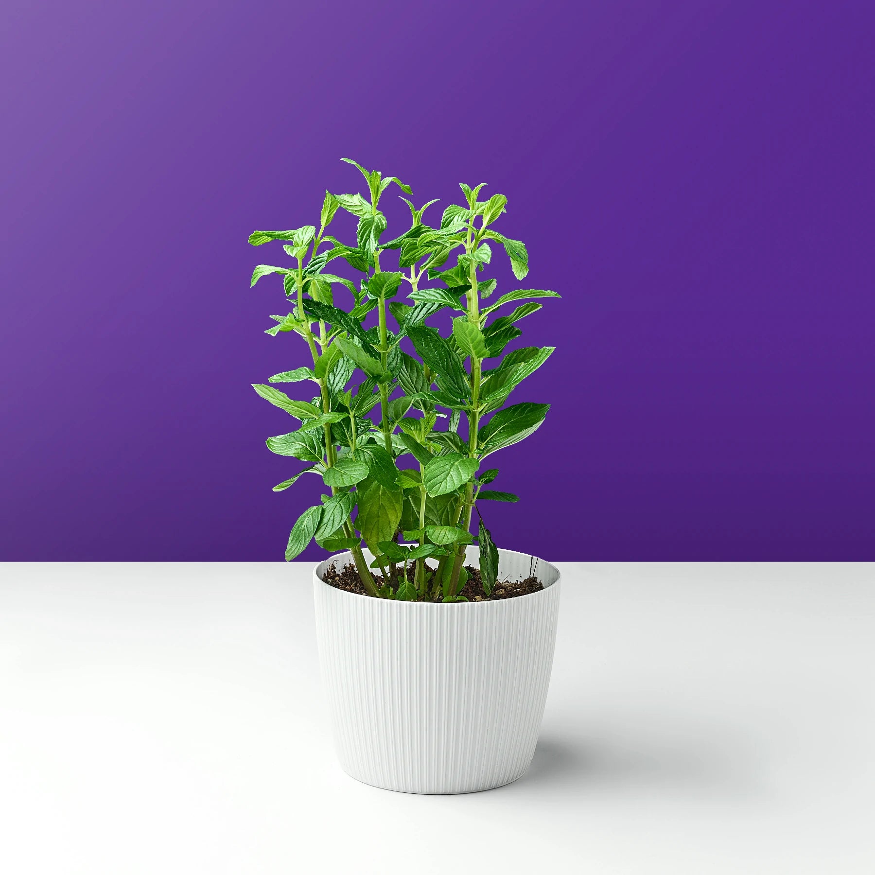 basil