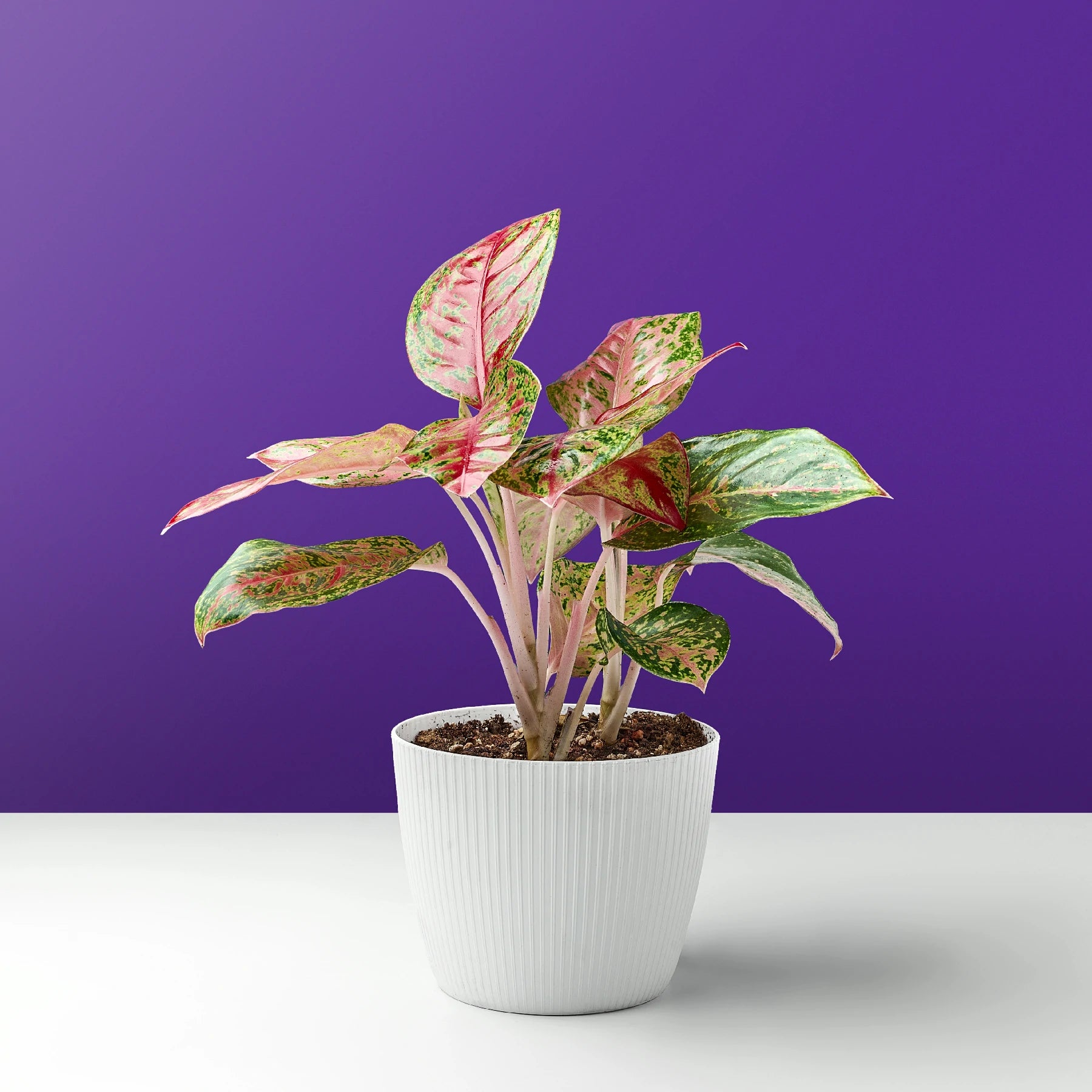 Red Aglaonema plant