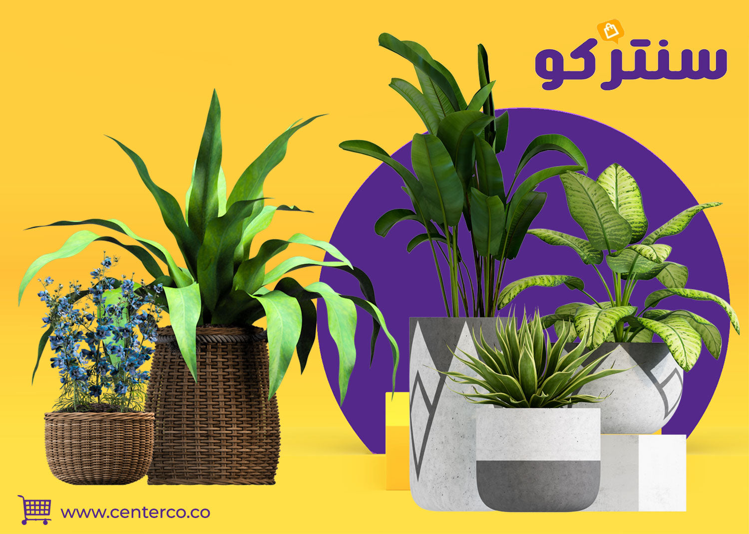 نباتات الرياض: لمسة خضراء تُنعش الحياة في قلب المدينة