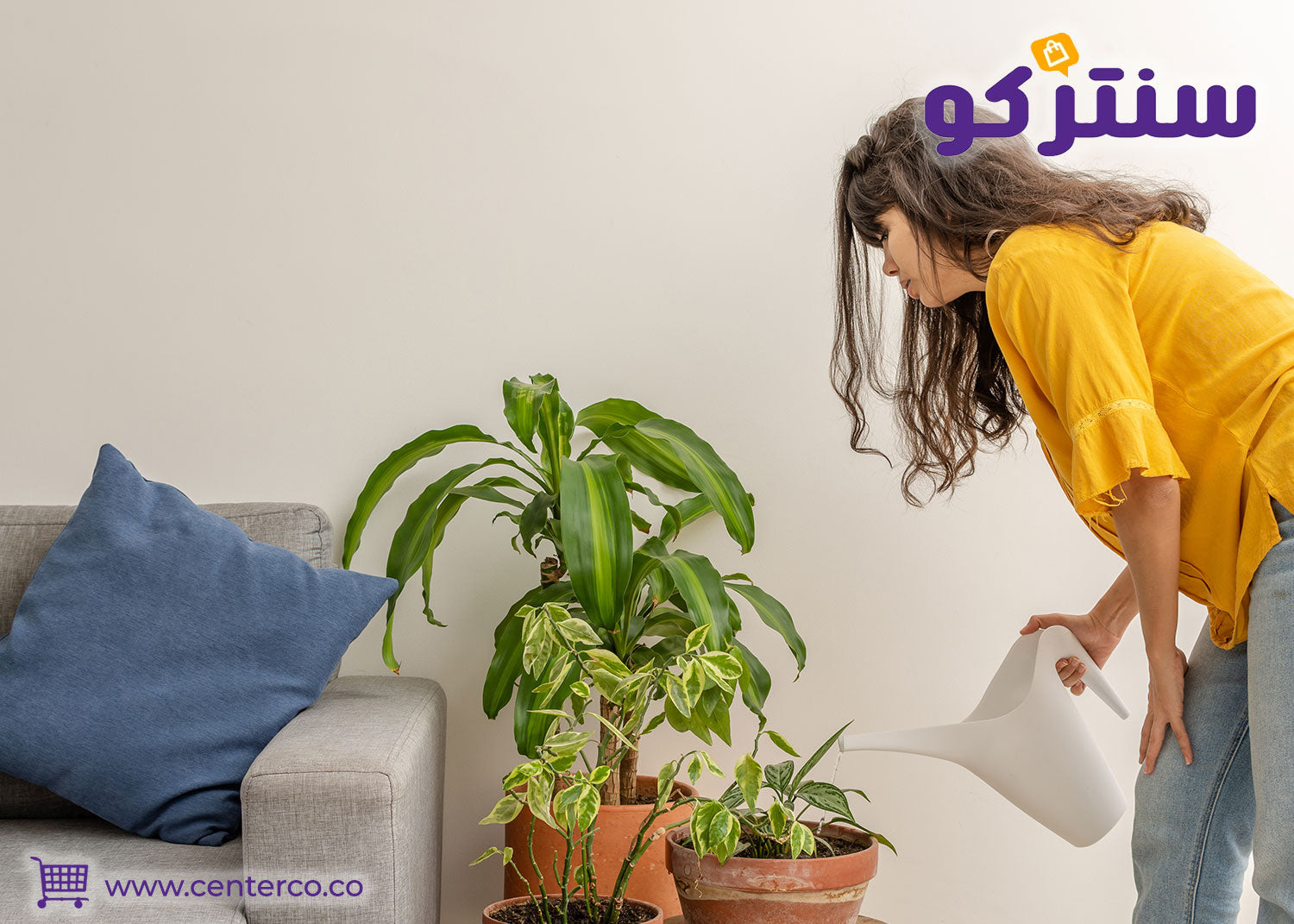 كم مرة تحتاج النباتات الداخلية إلى الري؟