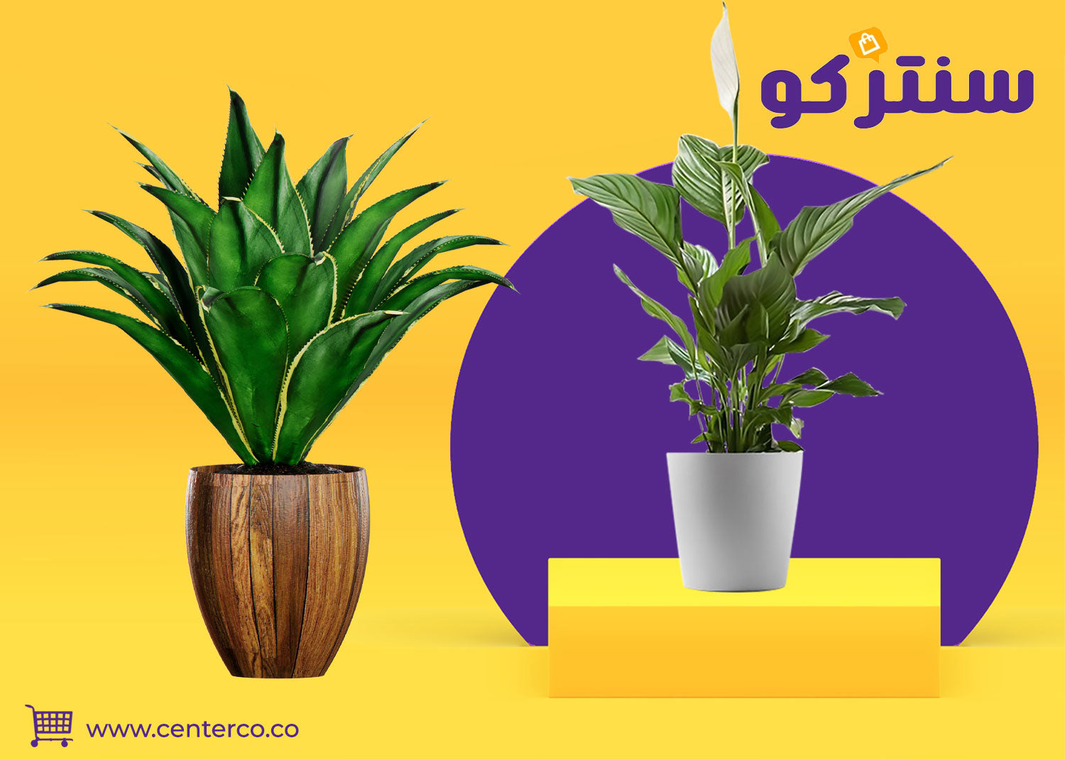 نباتات داخلية تضيف حياة وهدوءًا إلى المساحات اليومية