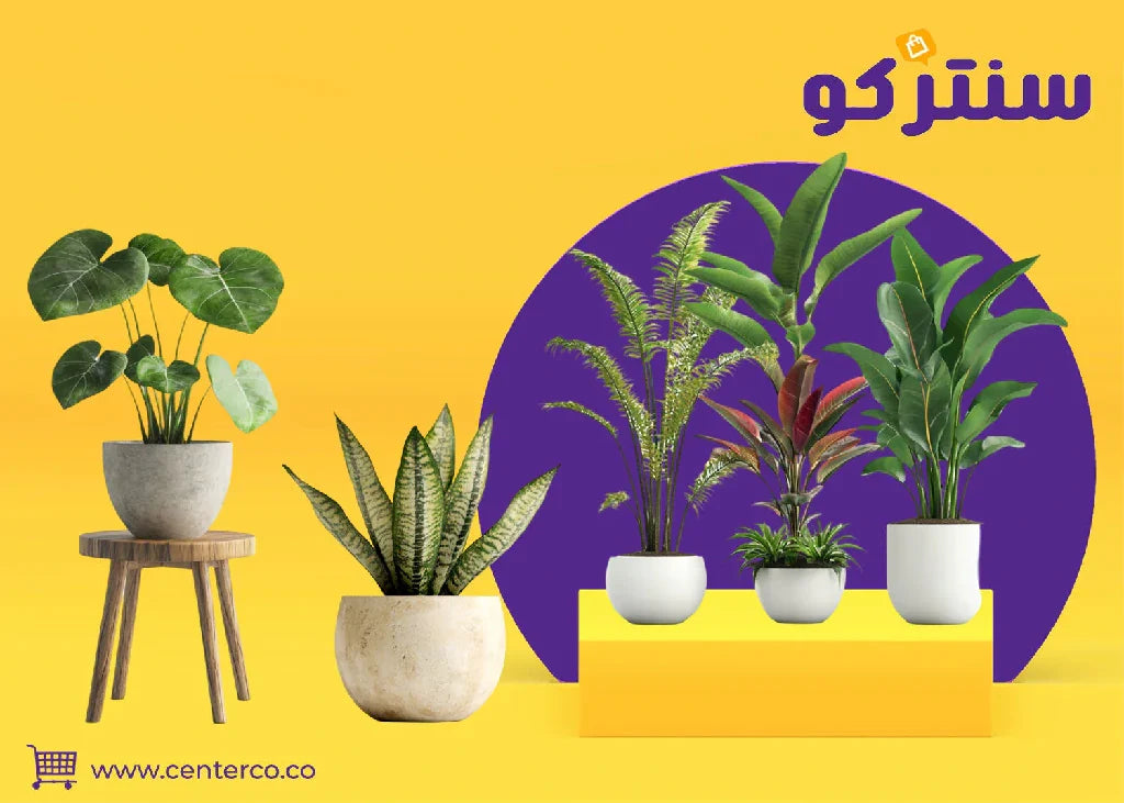 نباتات داخلية: لمسة من الطبيعة الساحرة... لتُحوّل منزلك إلى واحة تنبض بالحياة