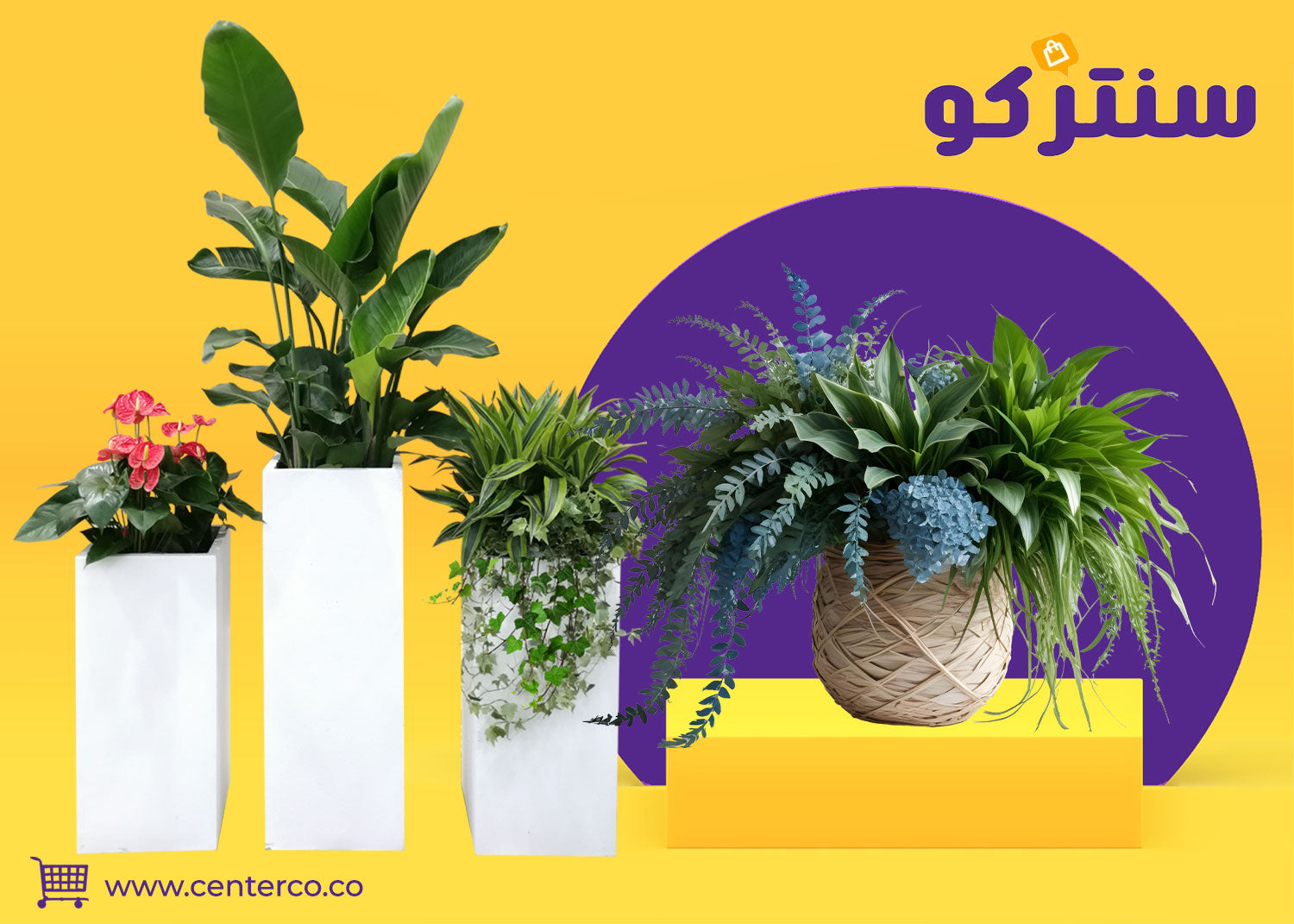 نباتات داخلية تضيف لمسة طبيعية