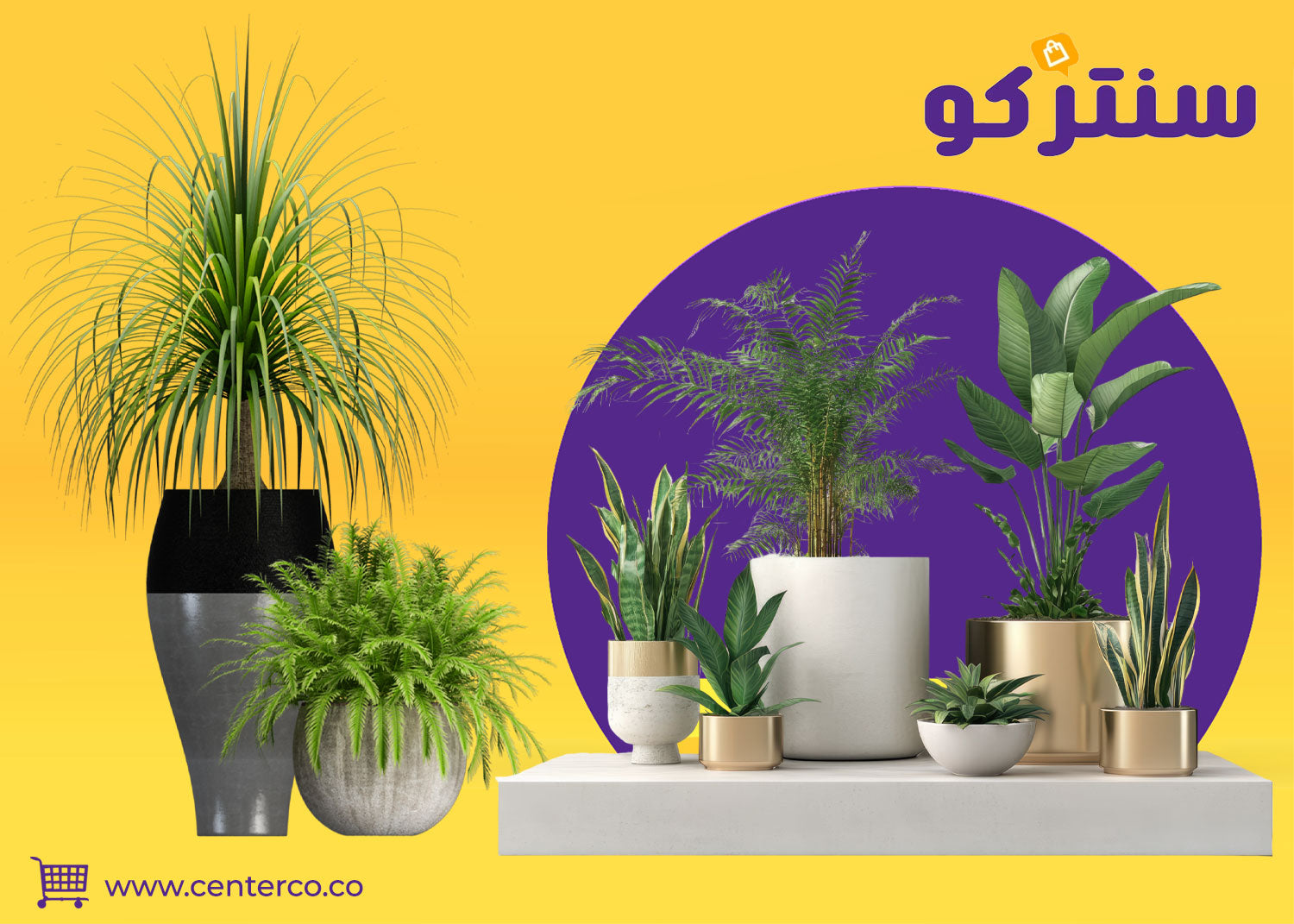 نباتات داخلية: لمسة من الطبيعة تنبض بالحياة داخل منزلك