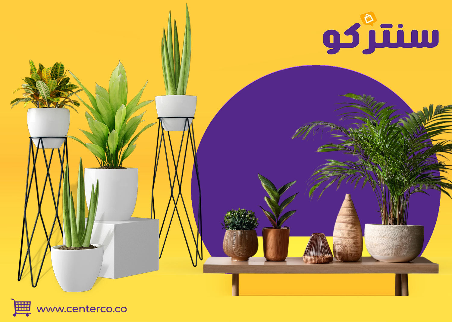 نباتات داخلية: لمسة خضراء تحوّل أي مساحة إلى بيئة مليئة بالحياة