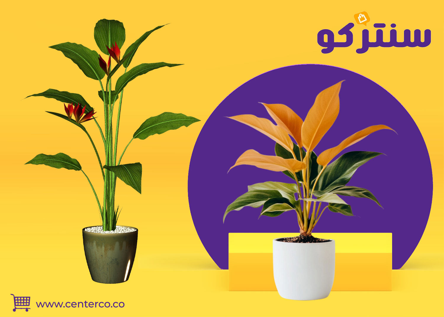 نباتات داخلية تضيف جمالًا طبيعيًا للمنازل والمكاتب