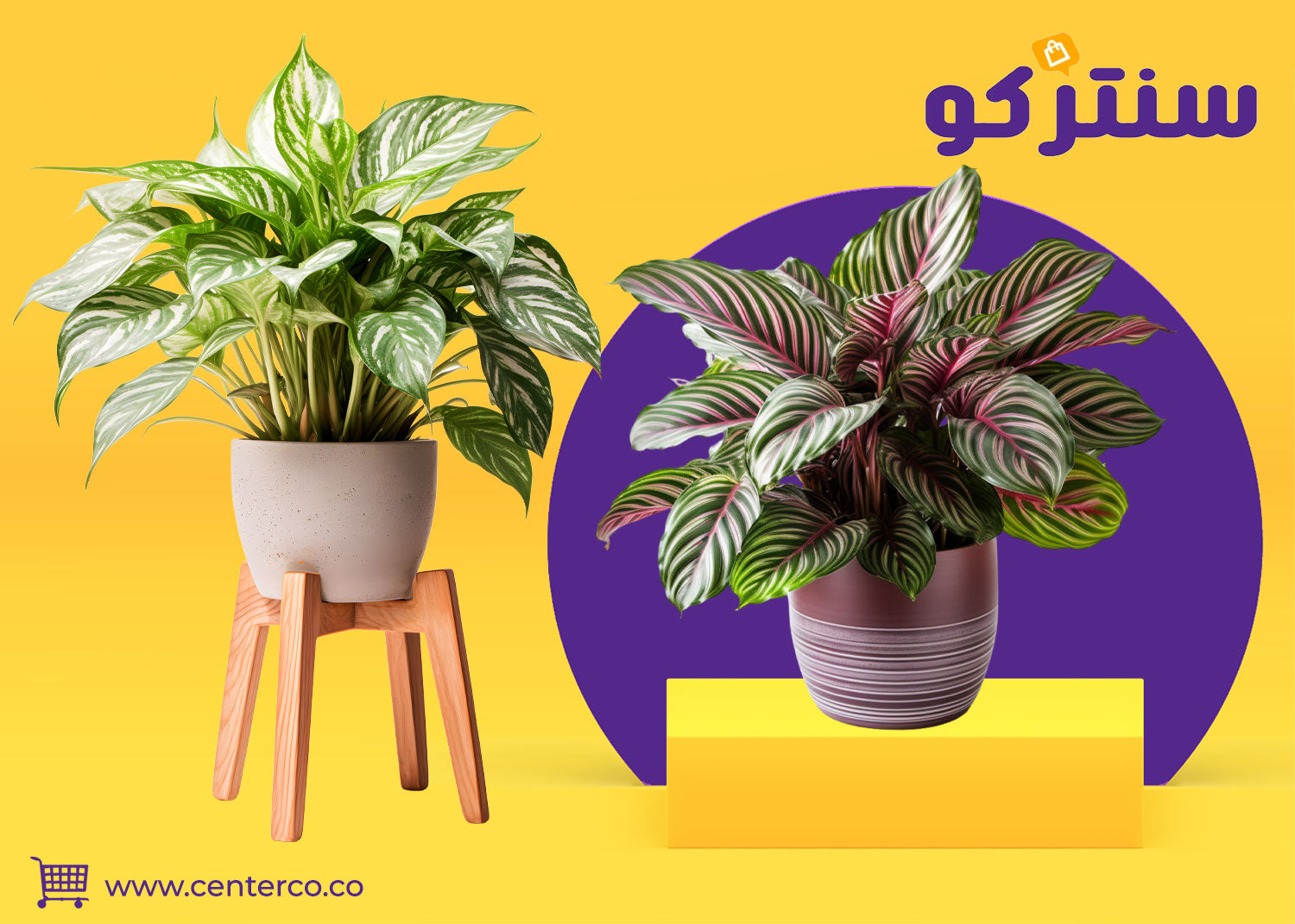 نباتات داخلية: لمسة الحياة والجمال في قلب منزلك