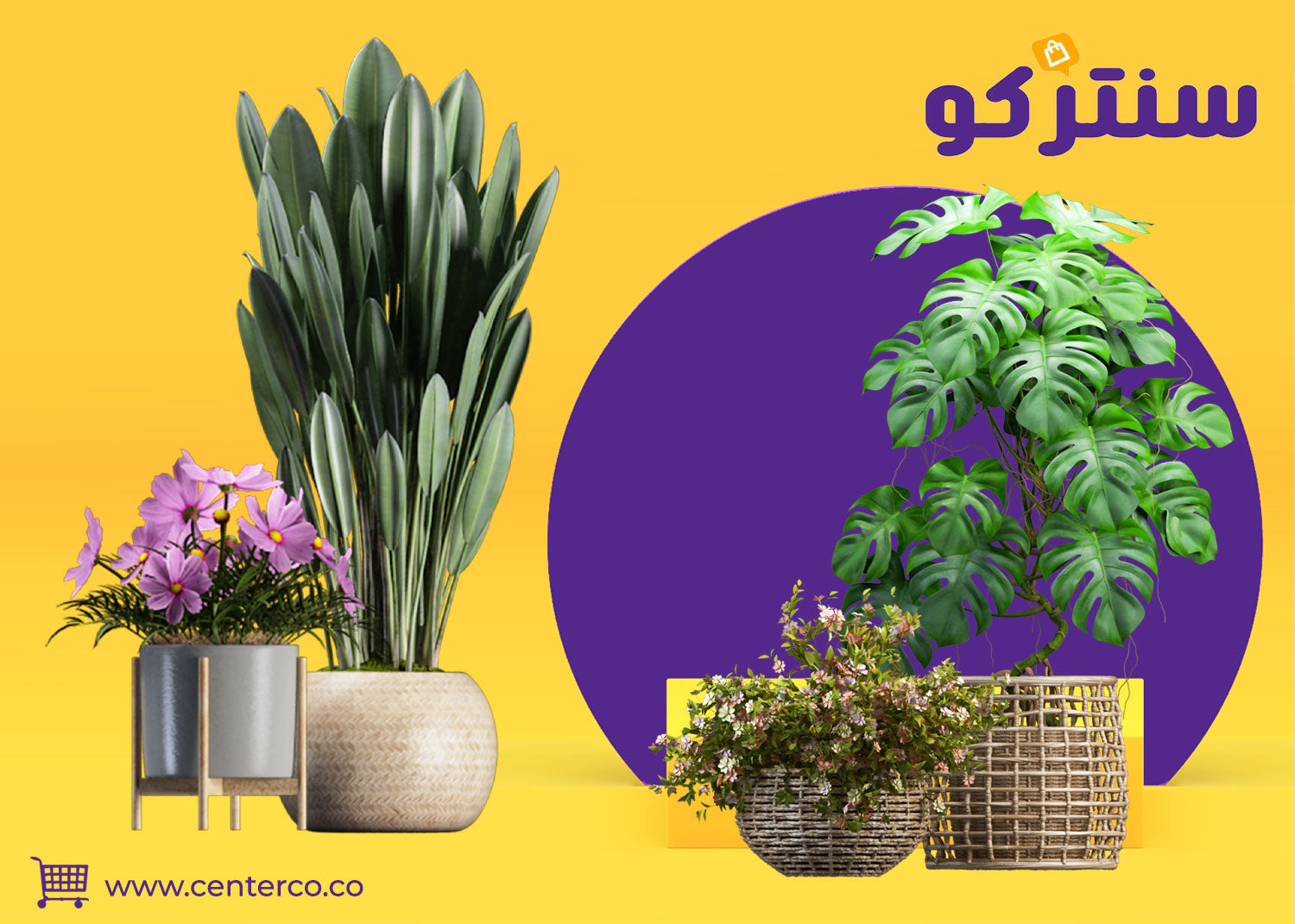 نباتات داخلية… لمسة حياة وجمال في منزلك