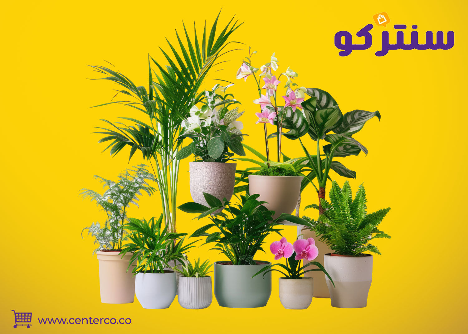 نباتات داخلية تضيف حياة في المنزل