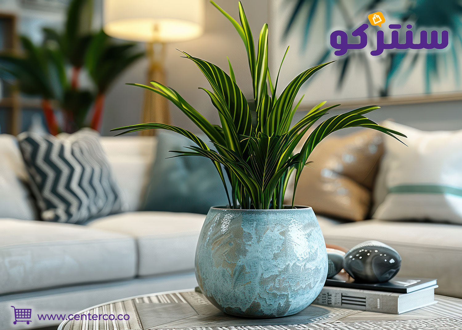 نباتات داخلية مناسبة للديكور العصري