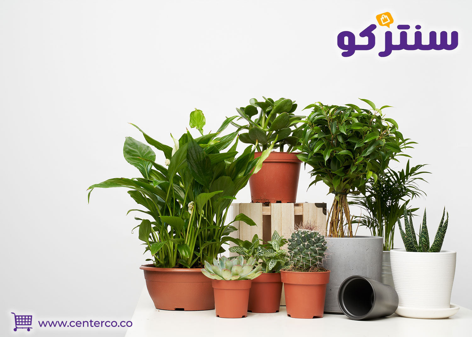 نباتات داخلية تضيف لمسة طبيعية وجمالية للمنزل