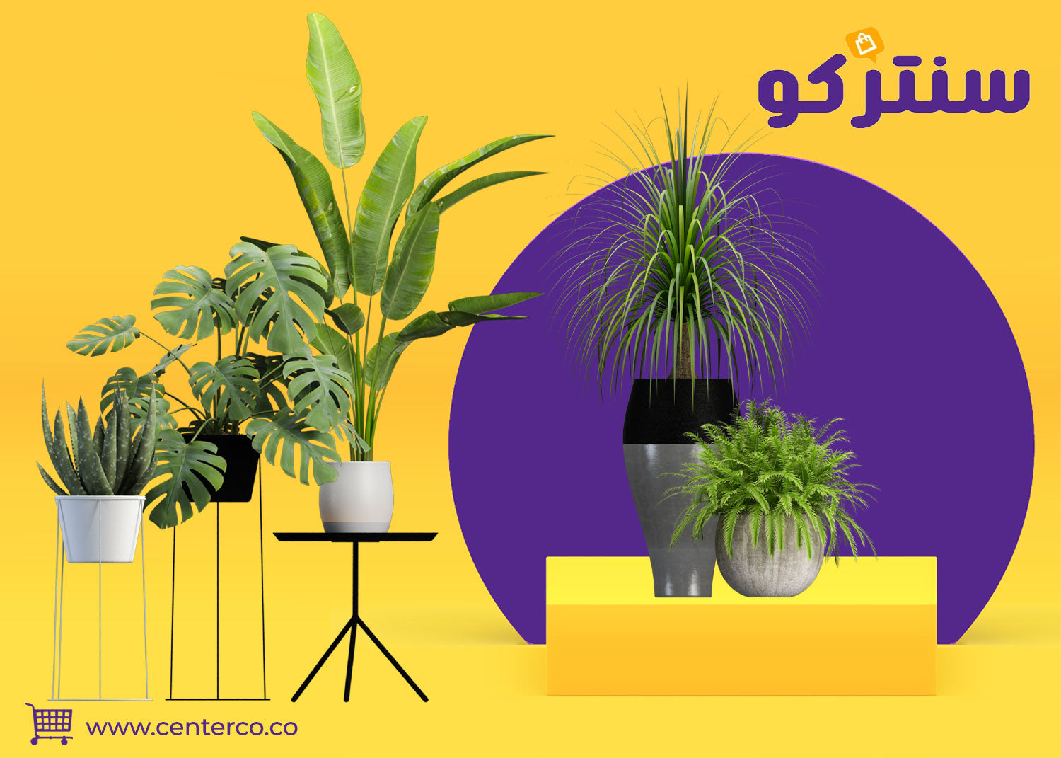 نباتات داخلية: جمال الطبيعة داخل كل زاوية من منزلك