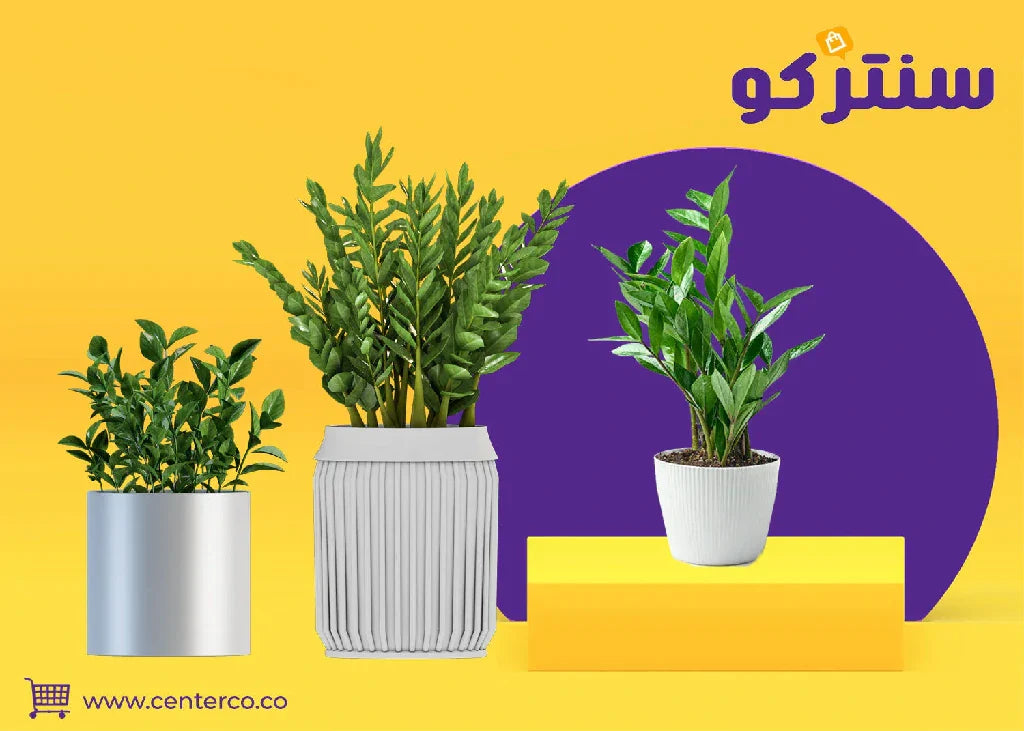 نبتة الزاميا: الجوهرة الخضراء التي تزدهر بلا عناء... وسر جمال منزلك العصري