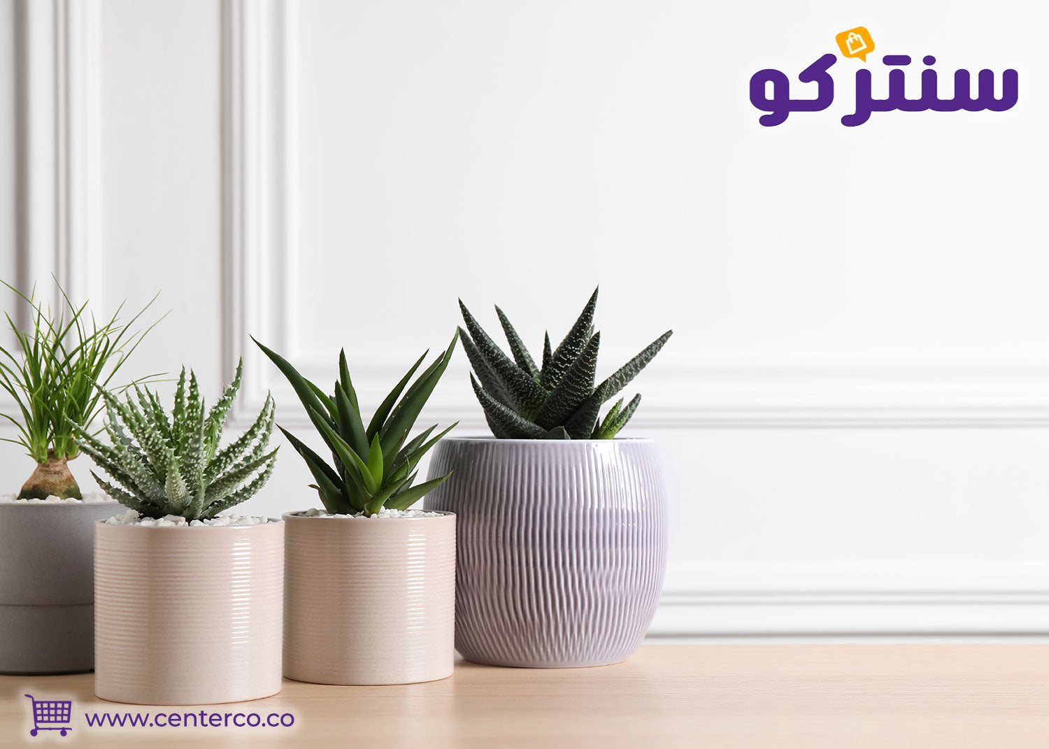 نباتات داخلية صغيرة للزينة المنزلية