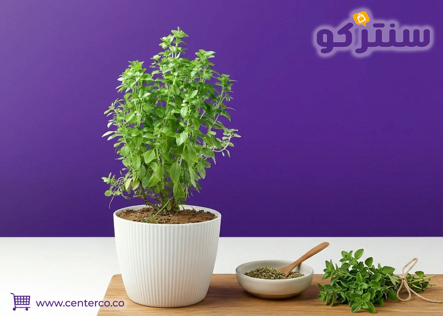 نبتة الريحان في المنزل لضمان نكهة عطرية