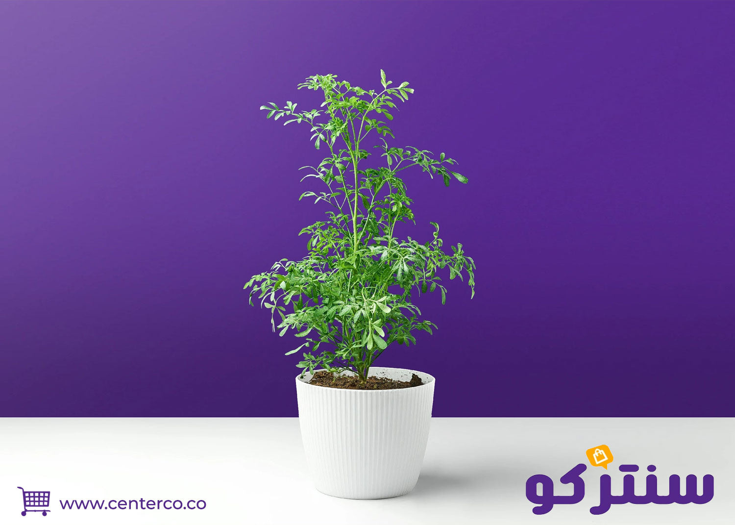 فوائد الشذاب: نبتة الأسرار العطرية... كنز الطبيعة في منزلك