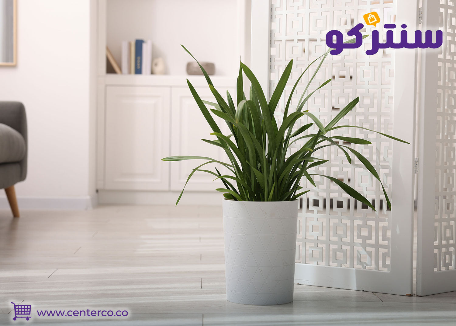 أفضل أنواع النباتات الداخلية للمبتدئين