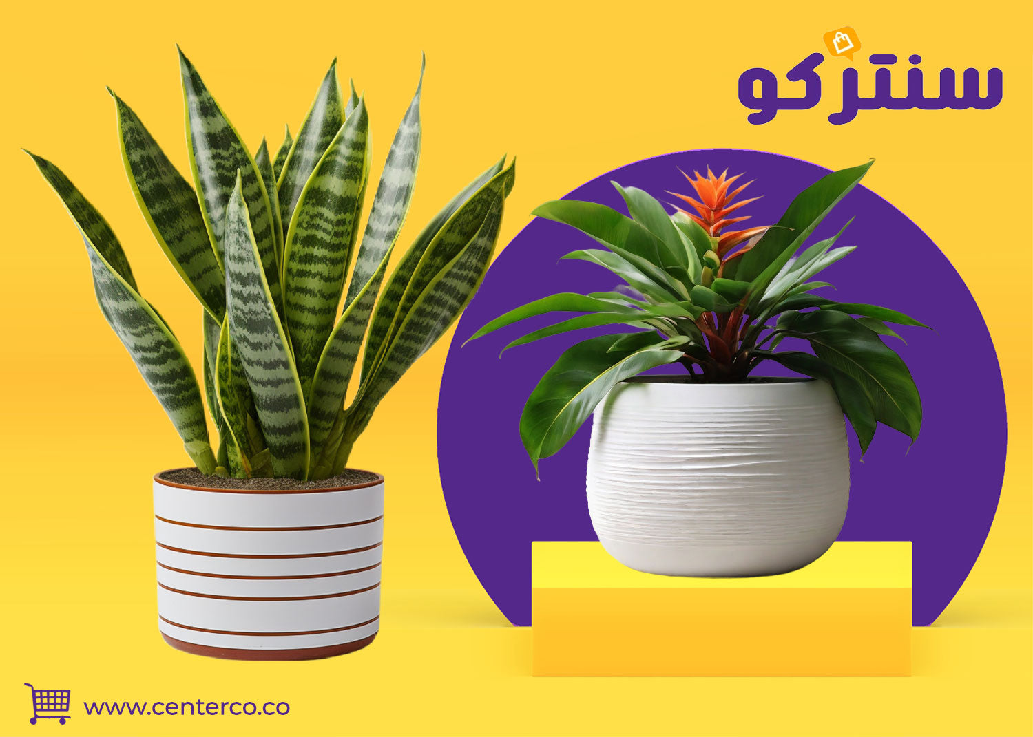 نباتات طبيعية تضيف حياة متجددة لكل مساحة