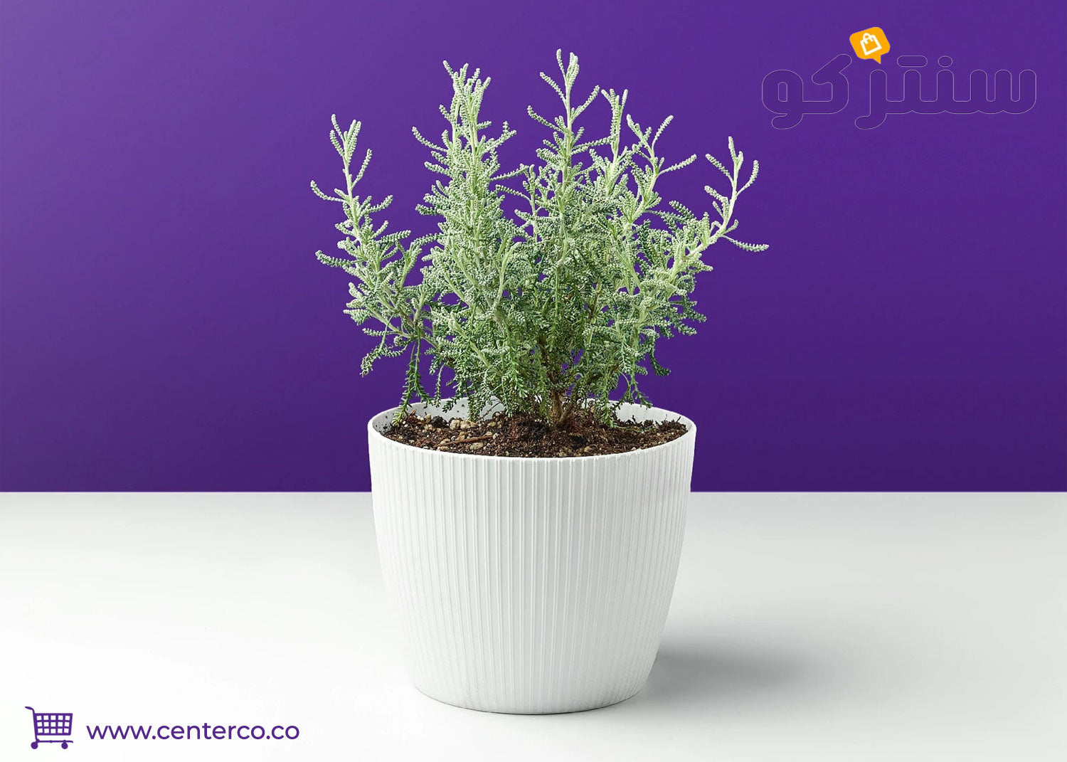 اكتشاف أسرار نبات الشيح: فوائده الصحية وجماله الطبيعي