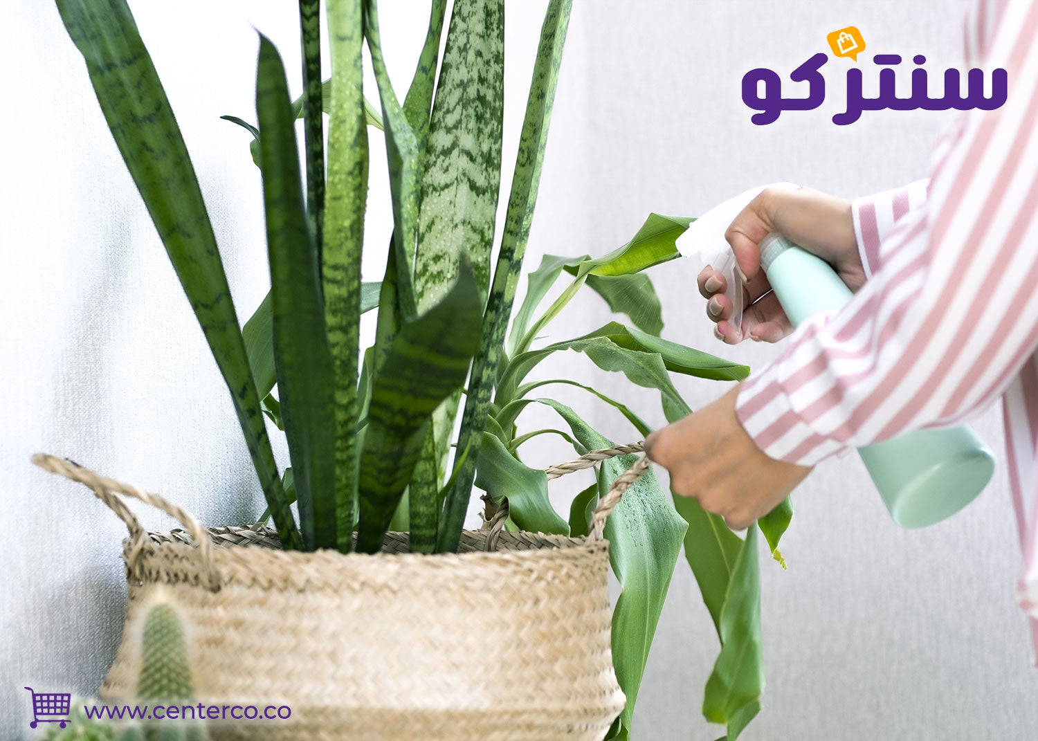 أخطاء شائعة عند العناية بنباتات منزلية لا تحتاج للشمس