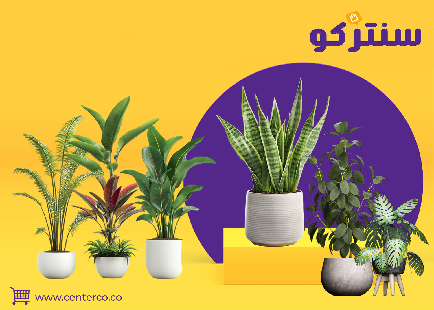 نباتات منزلية داخلية لا تحتاج للشمس: كيف تُحوّل منزلك لوحة فنية خضراء في أجواء المملكة