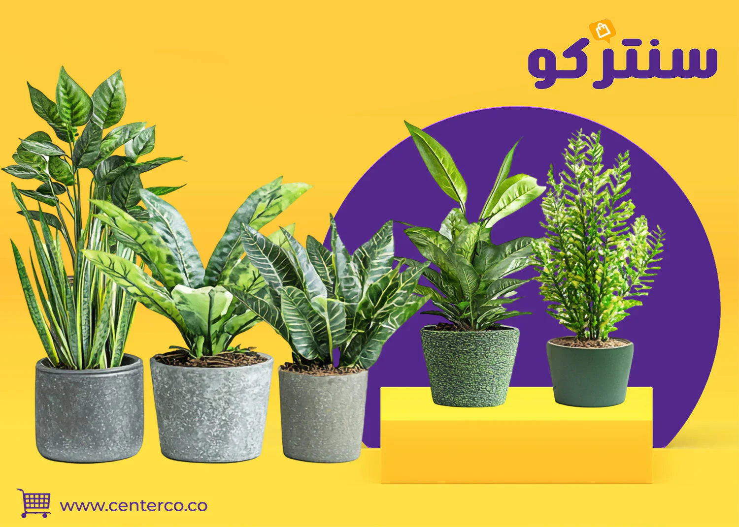 نباتات داخلية طبيعية: رئة منزلك الخضراء... وروح تُنعش كل زاوية