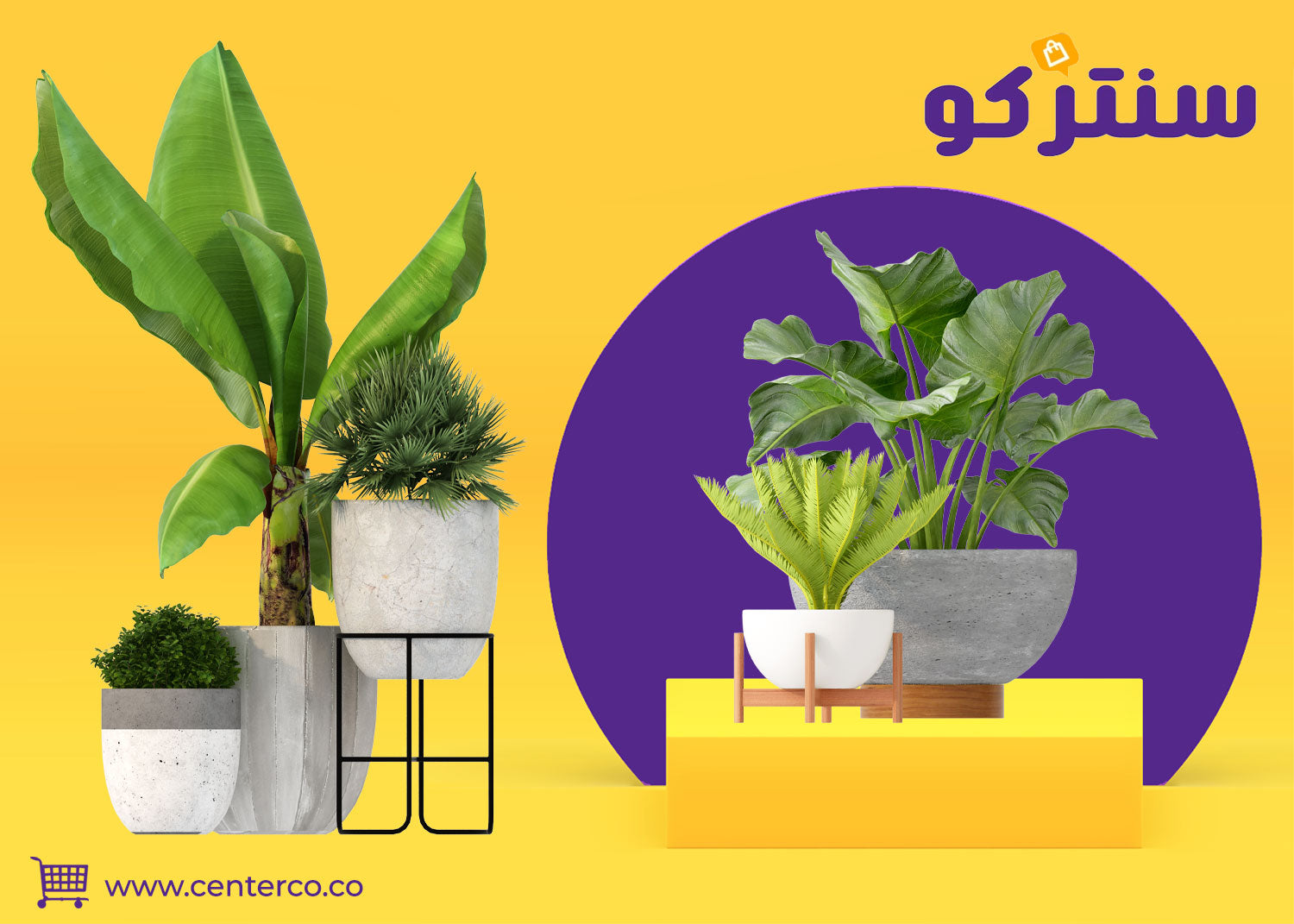 نباتات داخلية طبيعية: لمسة خضراء تنبض بالحياة في كل زاوية