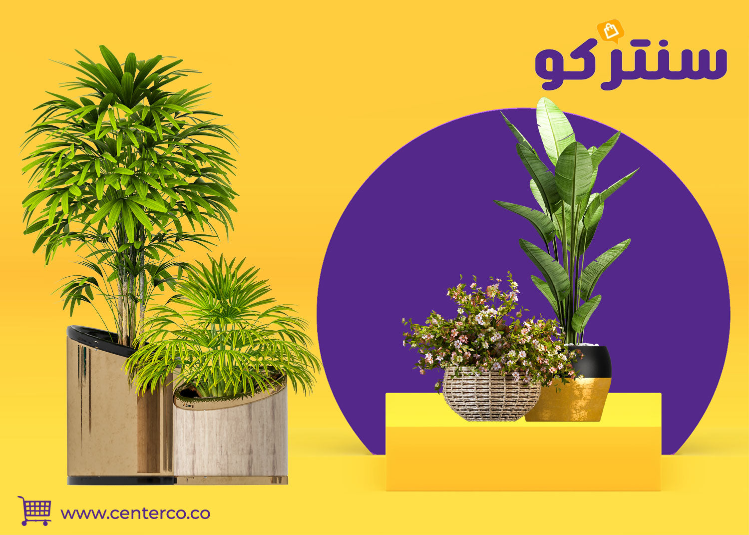 نباتات داخلية طبيعية: لمسة من الطبيعة تعيد الحياة لبيتك