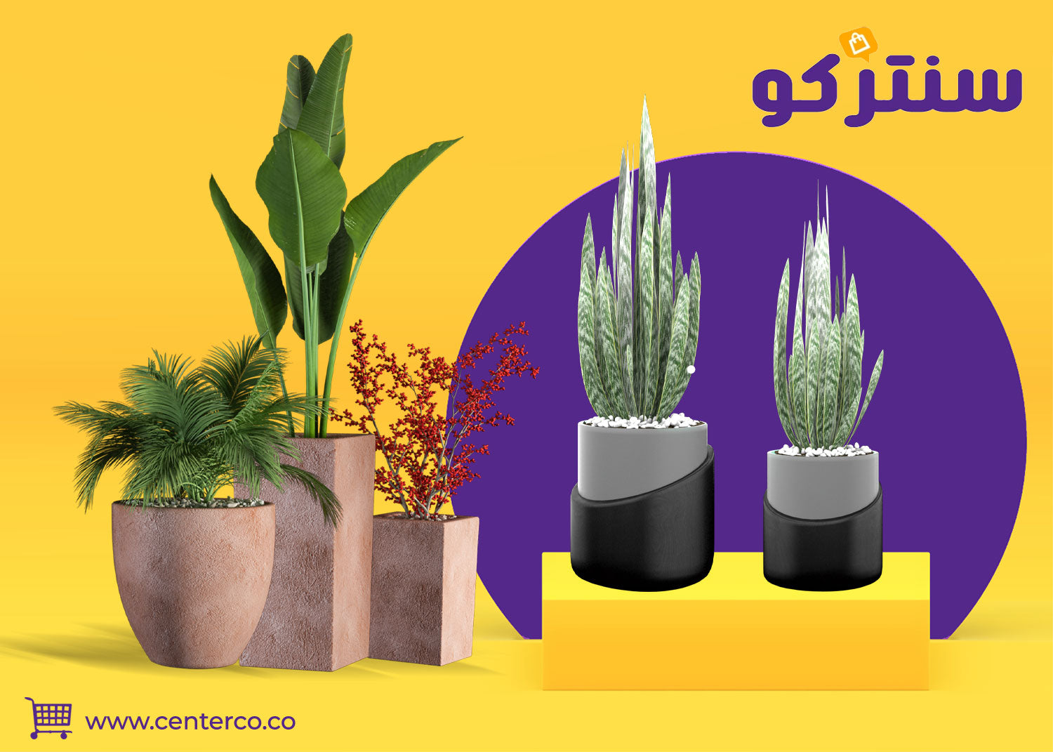 نباتات داخلية طبيعية: جمال أخضر ينعش منزلك