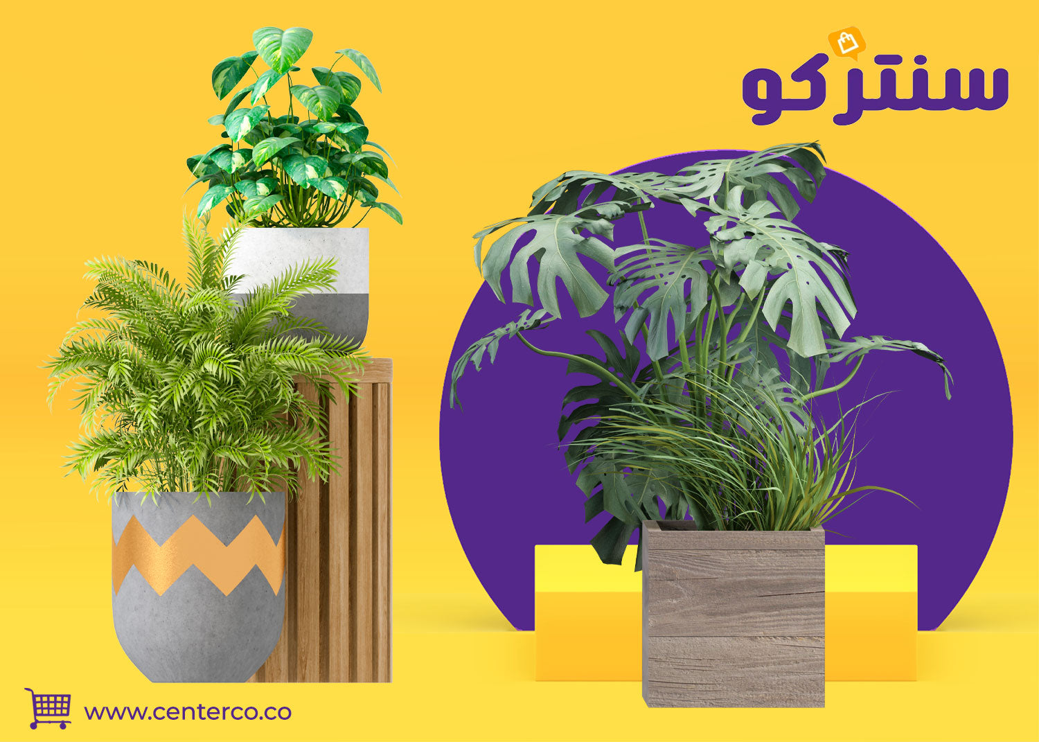 نباتات داخلية طبيعية: لمسة حياة وأناقة في كل زاوية