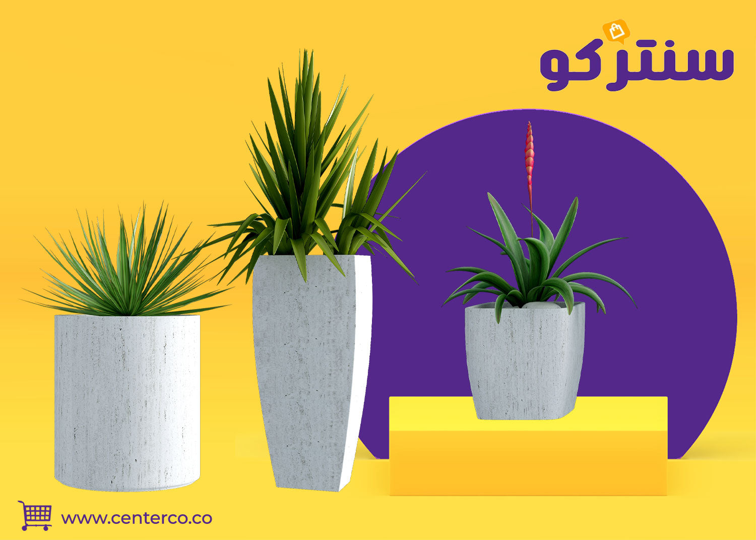 نباتات داخلية طبيعية: لمسة من الجمال والحياة لمنزلك في السعودية