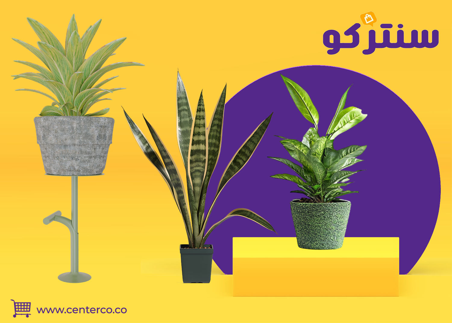 نباتات منزلية داخلية لا تحتاج للشمس: أضف لمسة خضرة في كل زاوية