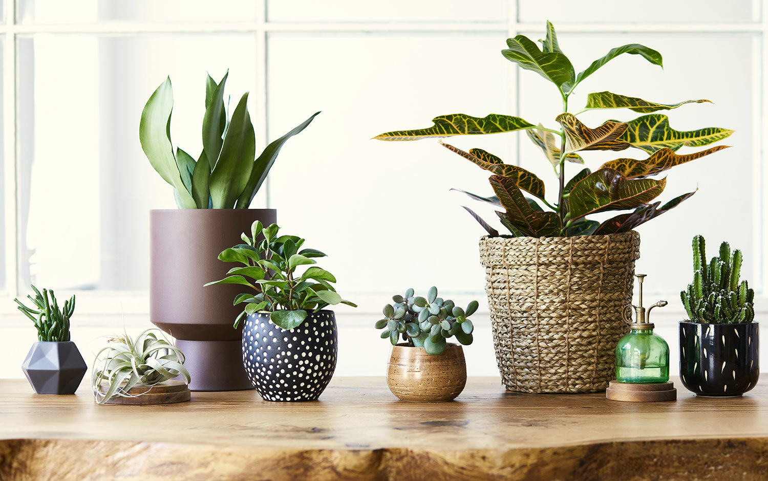 نباتات منزلية في السعودية: لمسة خضراء تُنعش منزلك وحياتك