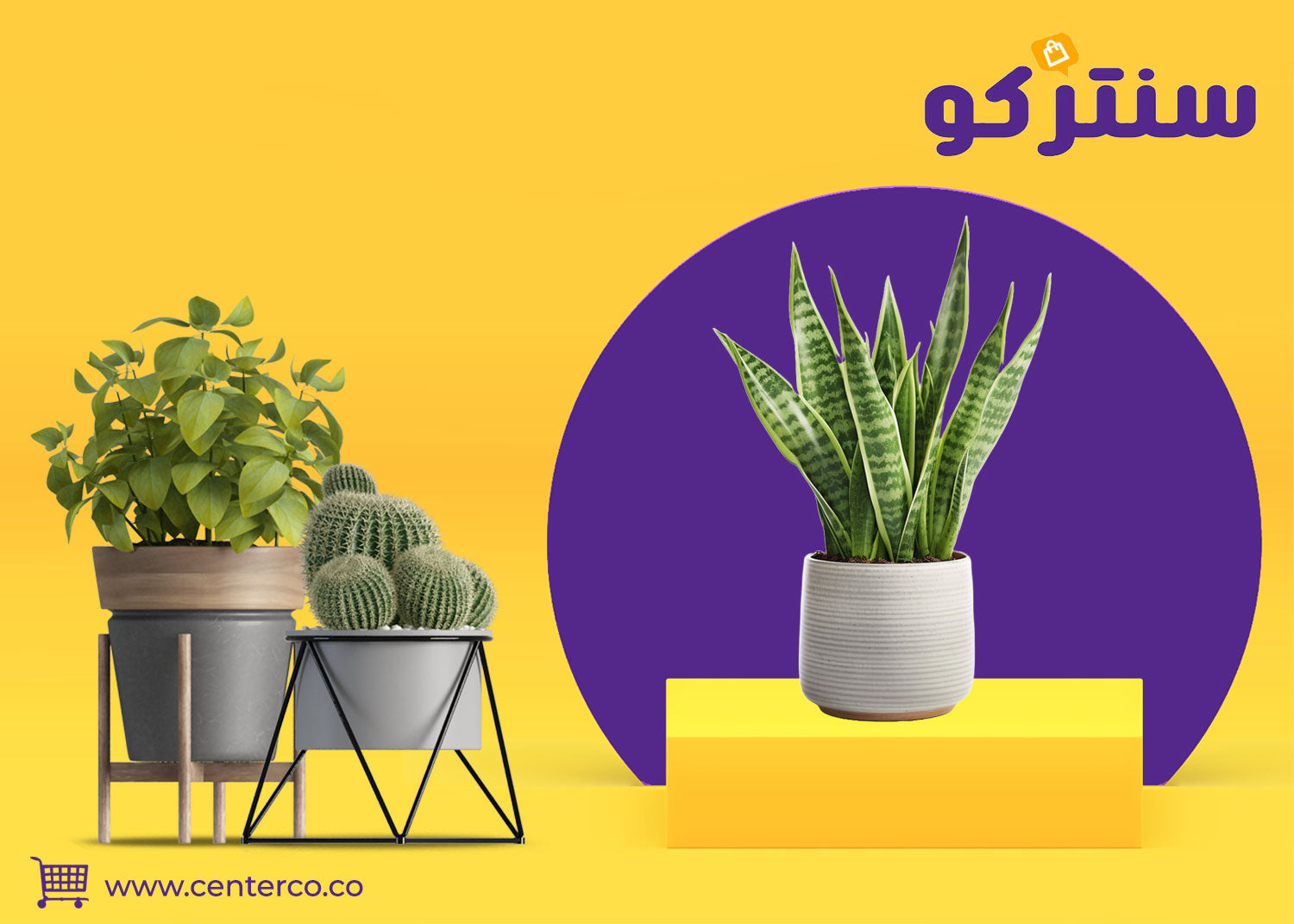 اجعل منزلك يتنفس! دليلك الشامل لـ شراء نباتات منزلية في السعودية للعام ٢٠٢٥