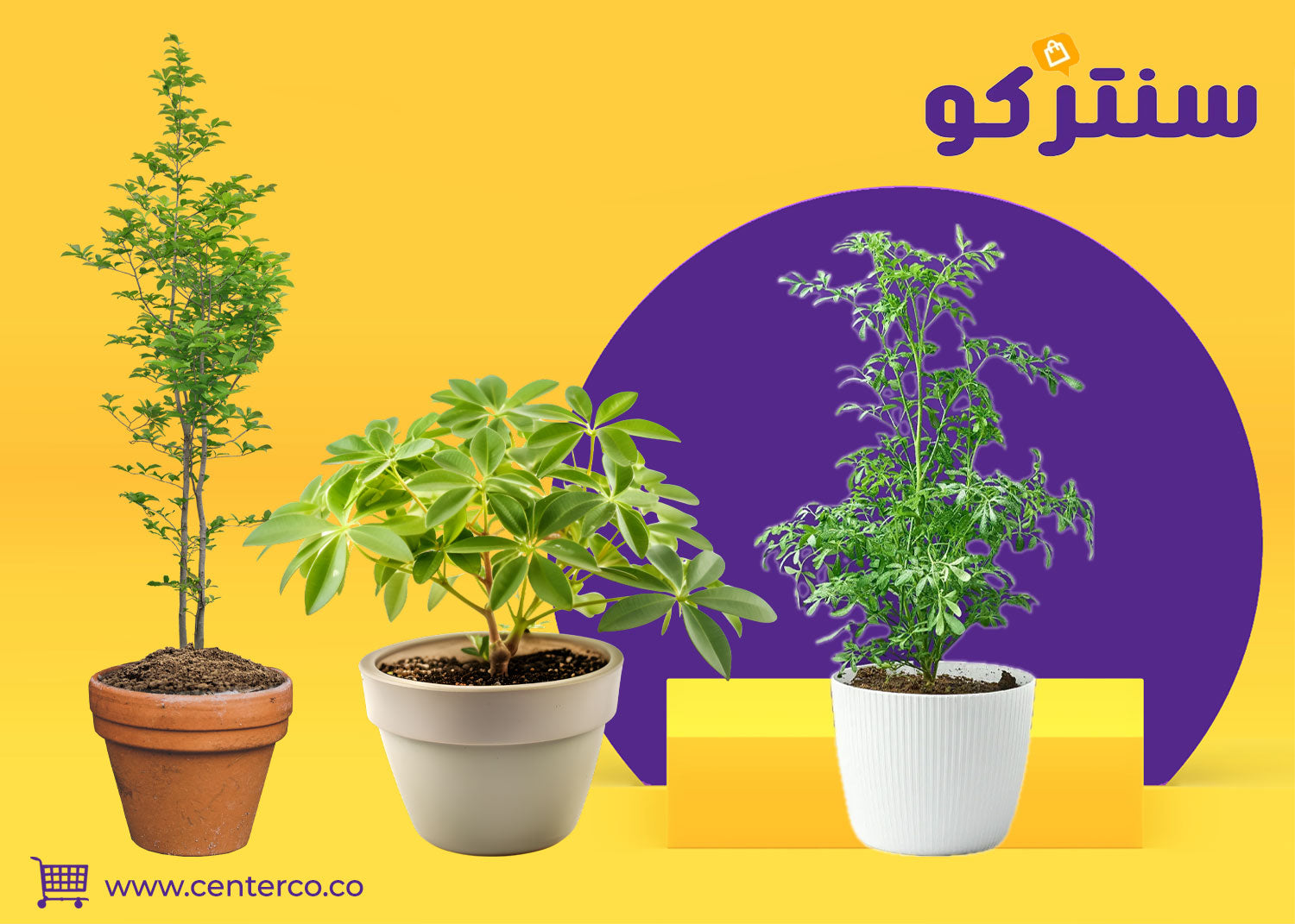 نبات الشذاب حضور طبيعي بنكهة تراثية