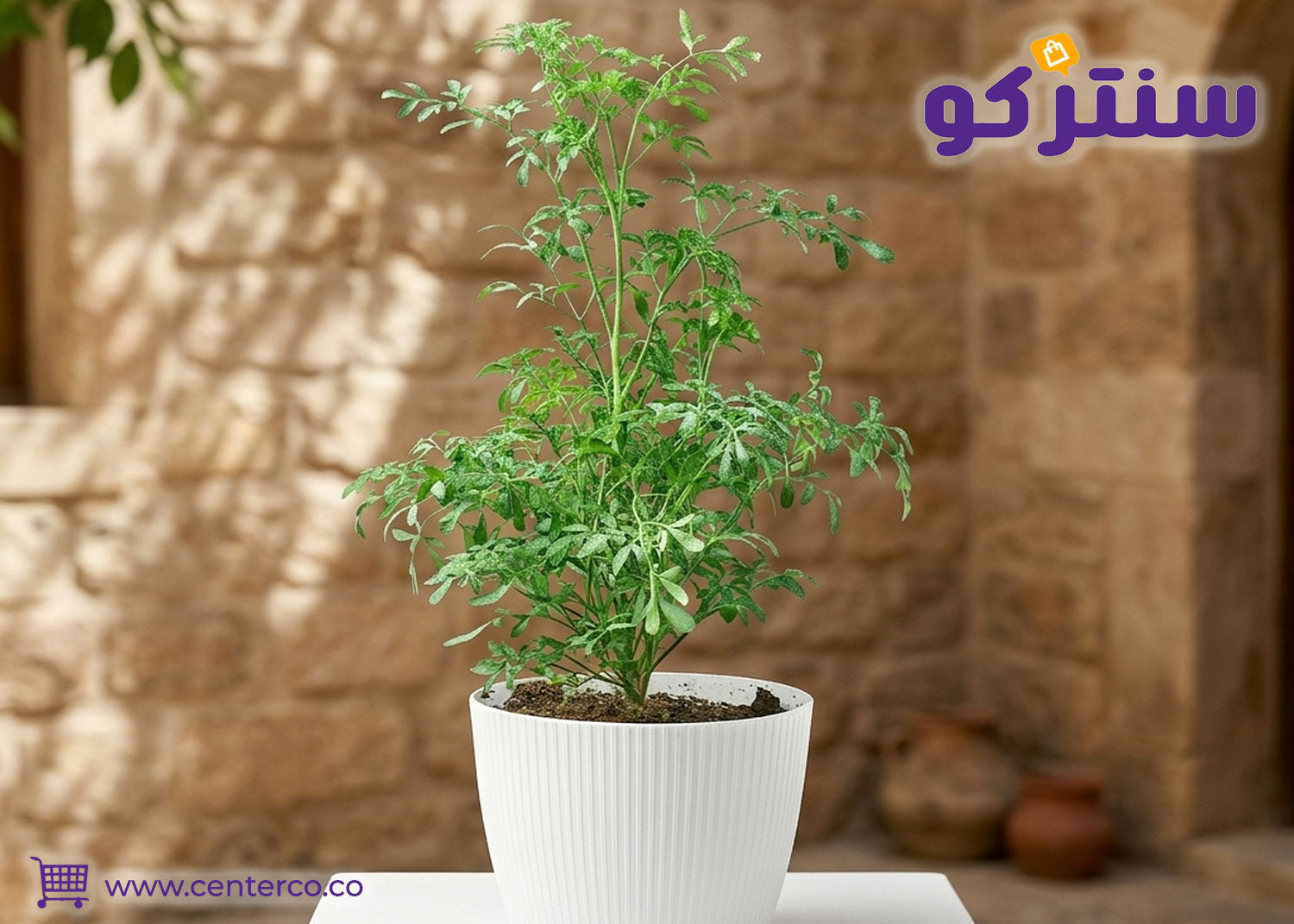 أسرار نبات الشذاب وأهميته في العناية العطرية والمنزلية الحديثة