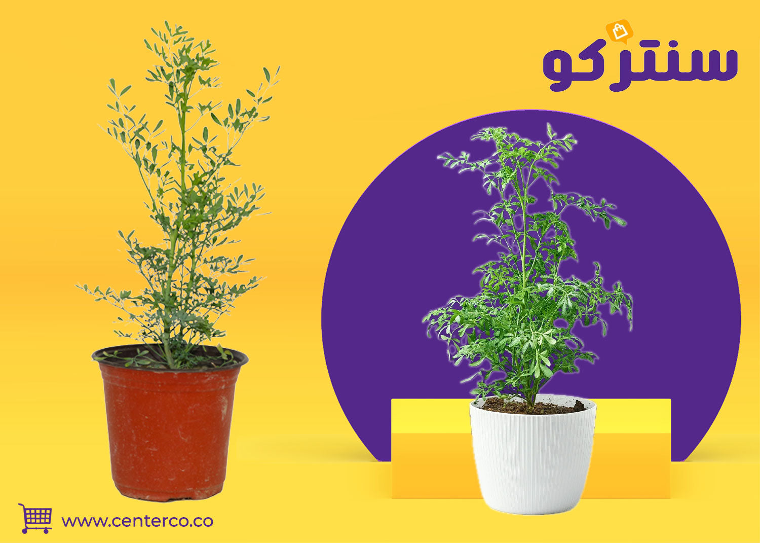 نبات الشذاب وفوائده في المنزل