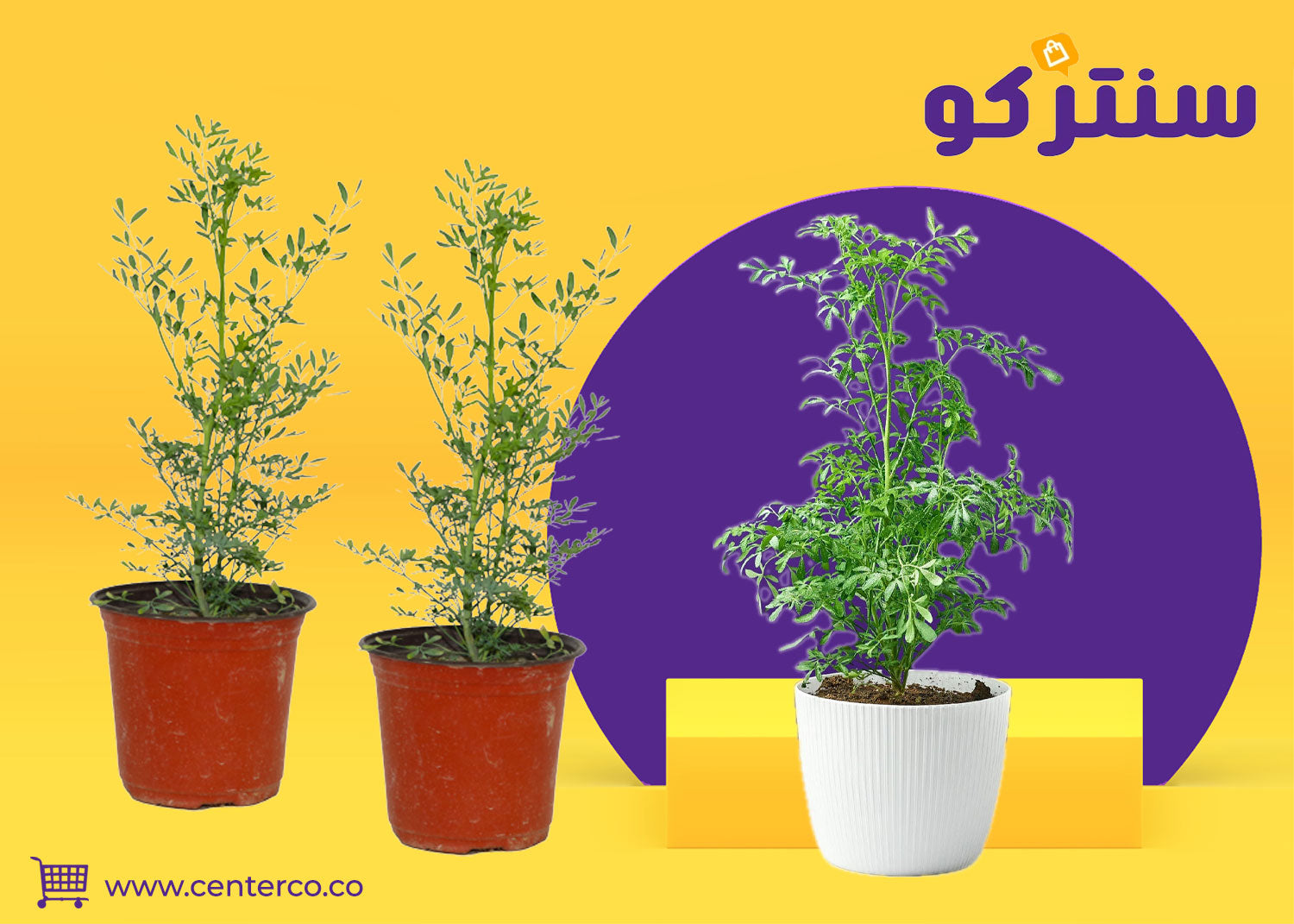 نبات الشذاب… حضور عطري بطابع تراثي ولمسة طبيعية مميزة