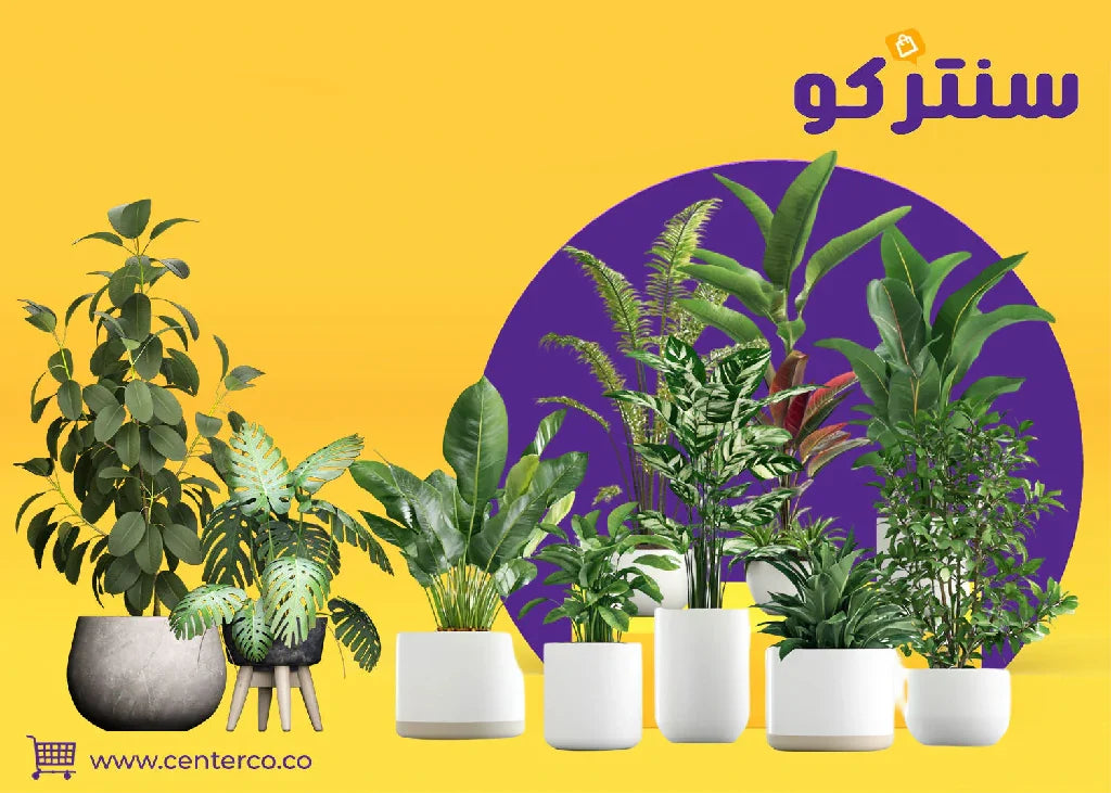 متجر نباتات: حيث تلتقي الطبيعة ببيتك... واحة خضراء بلمسة واحدة