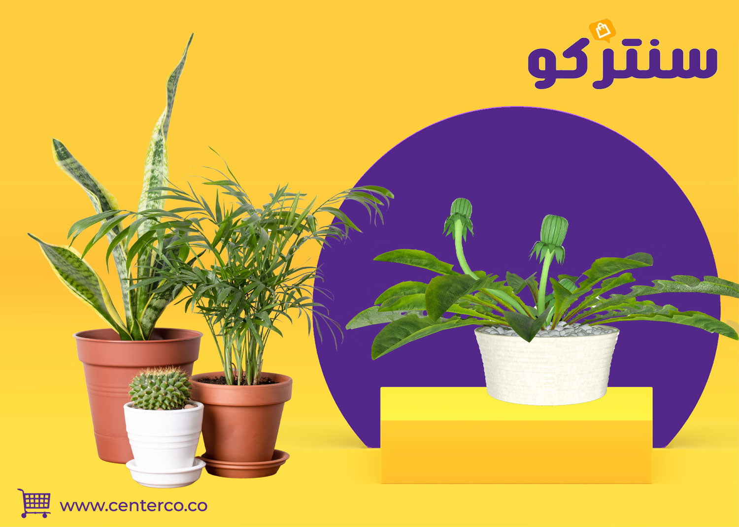 متجر نباتات: طبيعة تلهمك وتمنحك جوًا من الصفاء والراحة