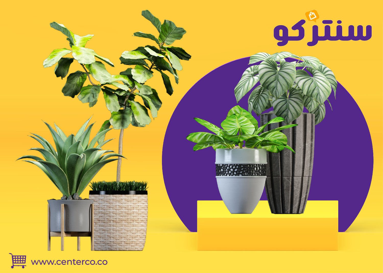 متجر نباتات: واحتك الخضراء في عالم الديكور والطبيعة