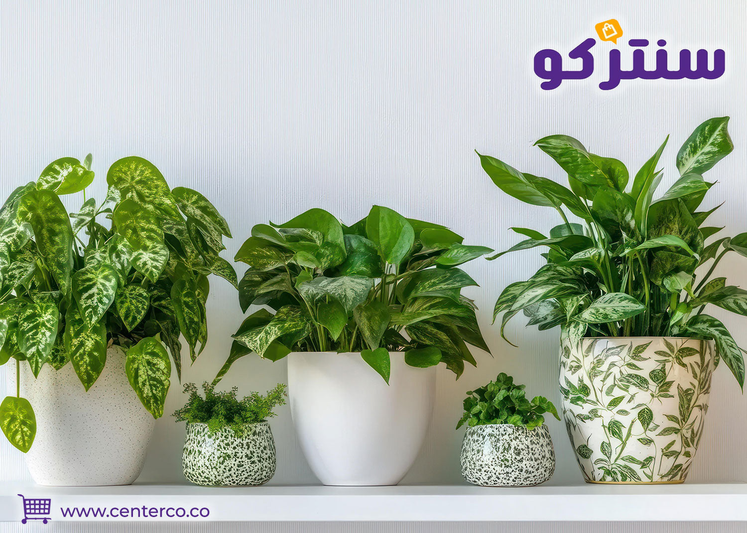أكثر سبع نباتات منزلية لا تحتاج إلى الشمس وتنقي الهواء