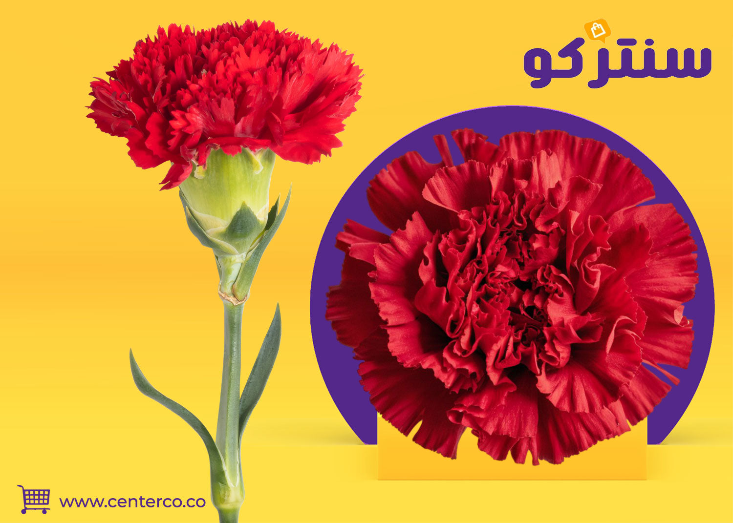 زهرة القرنفل: عبير يأسر الحواس ويضيف دفء وسحر للحياة اليومية