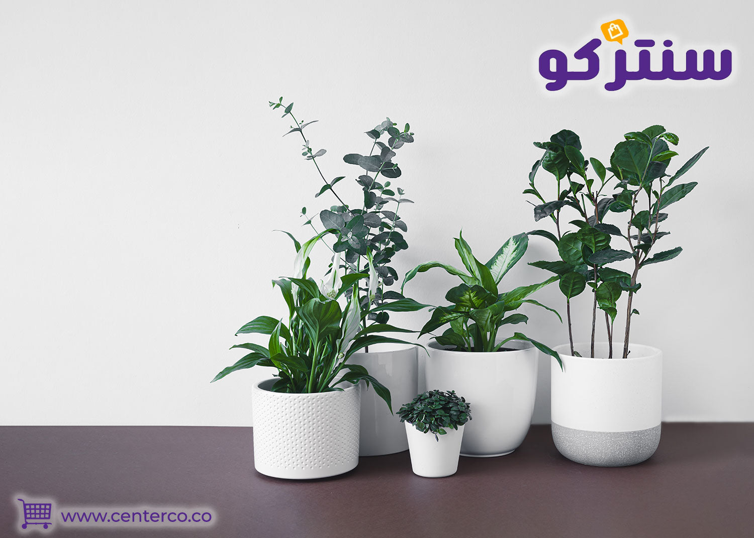 دليل أفضل نباتات منزلية تتحمل أجواء السعودية