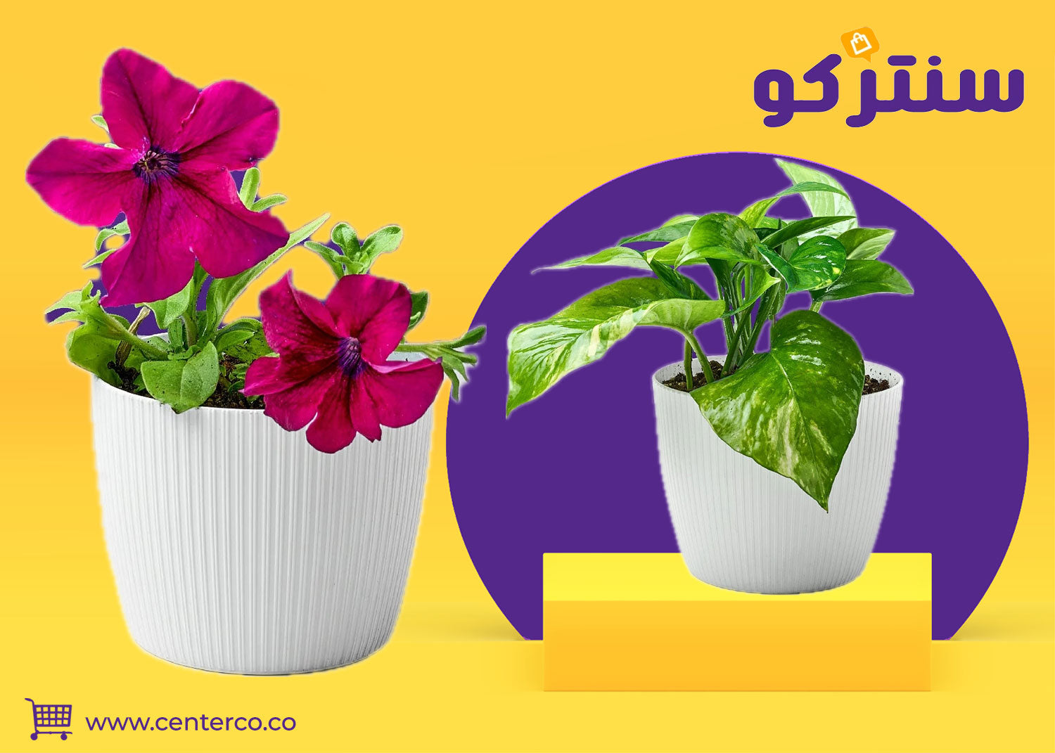 نباتات منزلية لا تحتاج للشمس… جمال أخضر في أي زاوية من منزلك