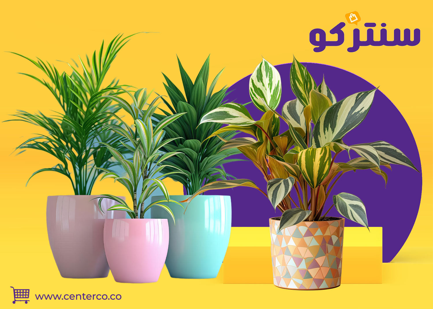 نباتات منزلية لا تحتاج للشمس تناسب الديكور الداخلي بسهولة