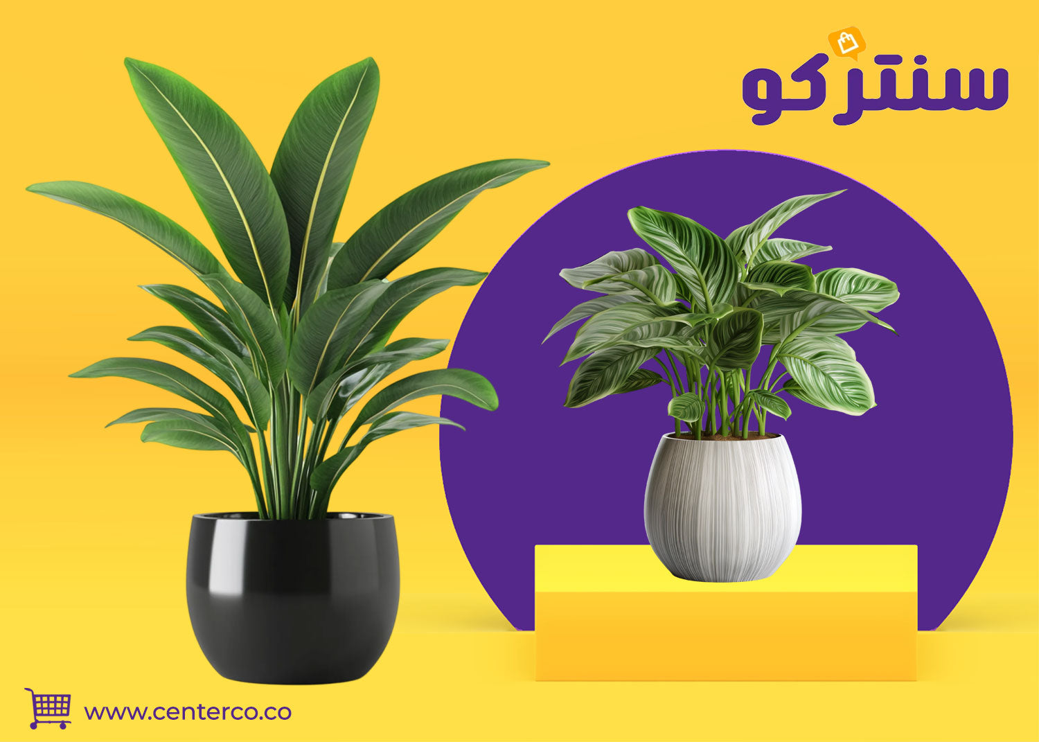 نباتات منزلية لا تحتاج للشمس للمنازل قليلة الإضاءة