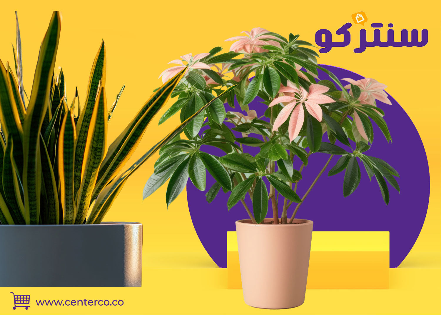 نباتات منزلية لا تحتاج للشمس: خضار دائم لمساحتك الداخلية بسهولة