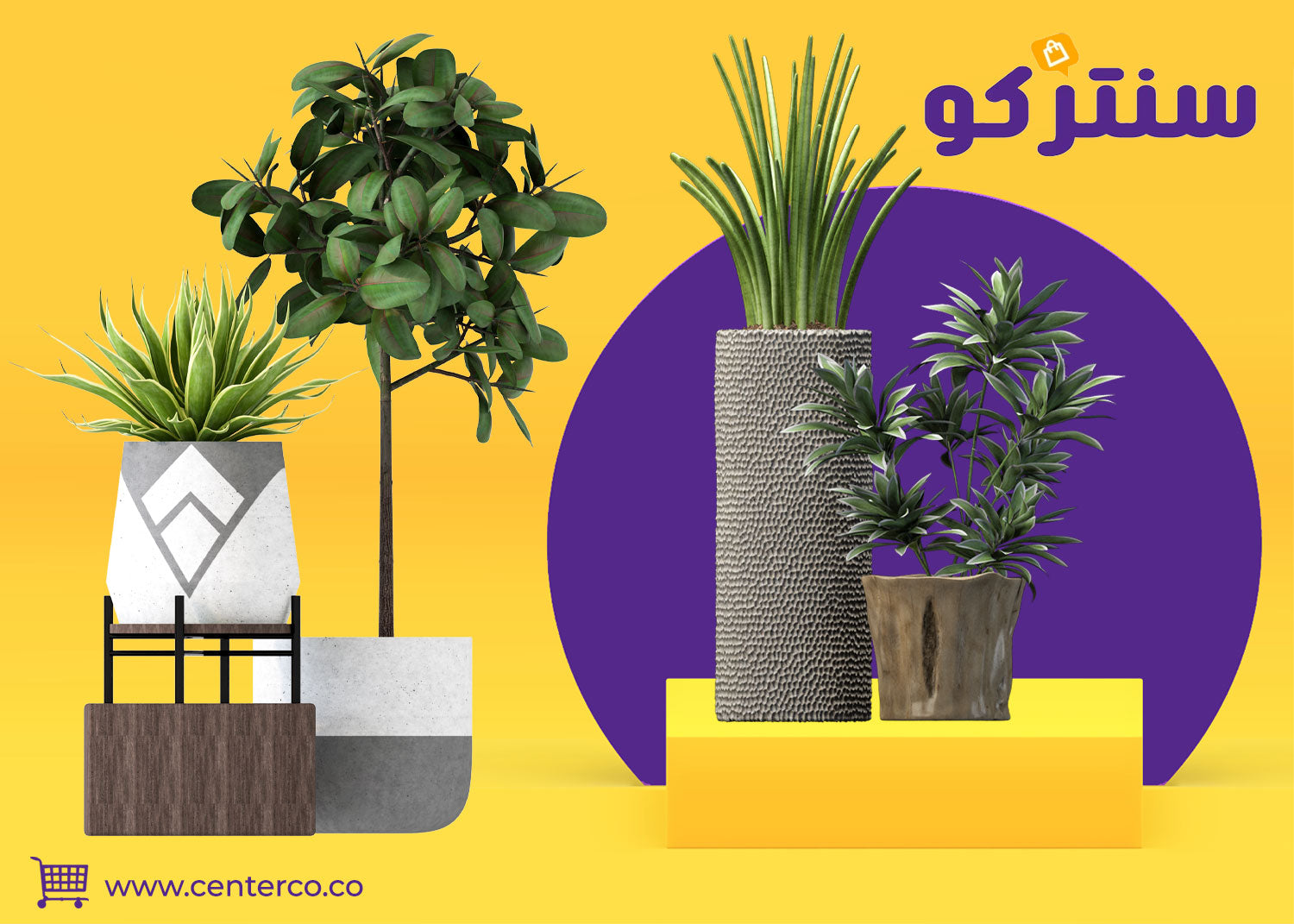 نباتات منزلية لا تحتاج للشمس: لمسة خضراء تنبض بالحياة داخل منزلك